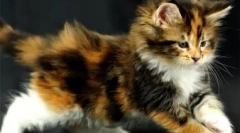 Как да назовем tricolor cat или cat: различни опции за избор на имена